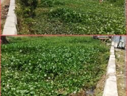 Sungai Cipasilian Tertutup Eceng Gondok Sepanjang 2 Kilometer, Kades Cirumpak Minta Penanganan